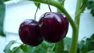 Sei kein Frosch - Alexander Marcus feat. B-Tight (mix)