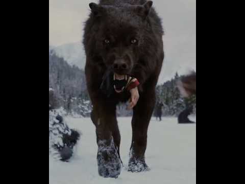 🛡️✨ Bella’s Shield SAVES Edward in Twilight Breaking Dawn Part 2! EPIC Moment Breakdown 🔥