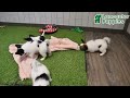 Papillon dogs for sale: Lilah - Video 1
