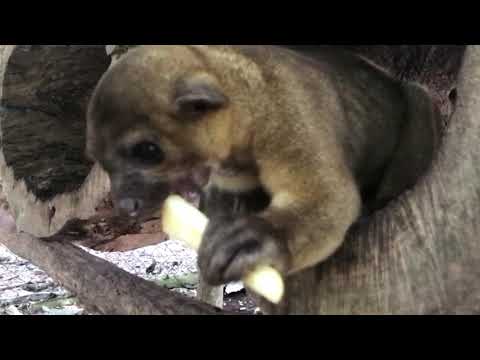 download lagu mp3 mp4 Mico De Noche, download lagu Mico De Noche gratis, unduh video klip Mico De Noche