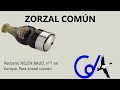 Video: ZORZAL COMÚN