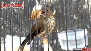 Download lagu LANGSUNG NYAUT IKUT GACOR!!! PANCINGAN BURUNG CUCAK RAWIS mp3 Download lagu LANGSUNG NYAUT IKUT GACOR!!! PANCINGAN BURUNG CUCAK RAWIS mp3