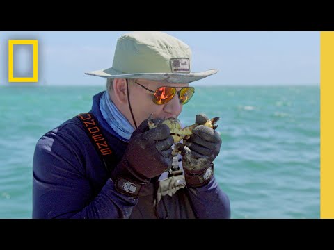 世界各地的食品可持續性 | 戈登-拉姆齊：未知 | 國家地理 (Food Sustainability Around The World | Gordon Ramsay: Uncharted | National Geographic)