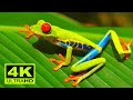 4k Ultra HD Reptiles Video 4k Chameleon Video 4k Turtle Tortoise Video 4k Snake Video 4k Video