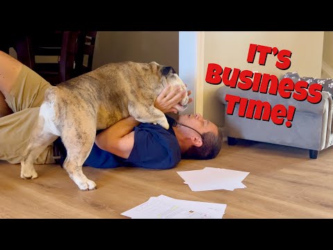 Reuben the Bulldog: The Business Meeting