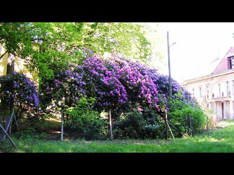 Wojnowski Piotr, mgr. Szkółka drzew i krzewów ozdobnych - video