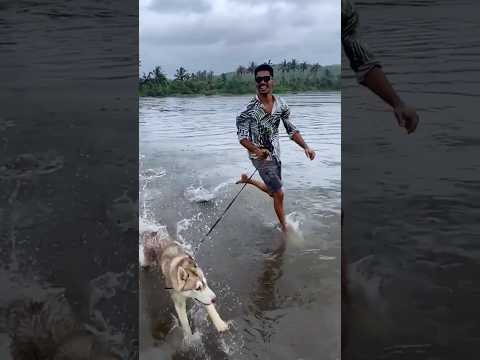 A day out with husky at the #shrivardhanbeach #husky #beach