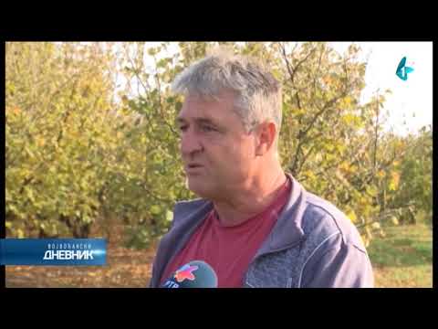 I pored idealnih uslova za uzgoj i dalje uvozimo lešnik