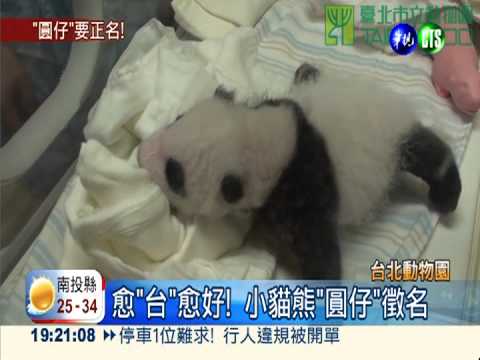 愈"台"愈好!小貓熊"圓仔"徵新名
