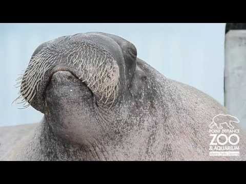 The Whistling Walrus - Amazing Animal!