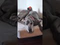Marmoset Great Dane grooming