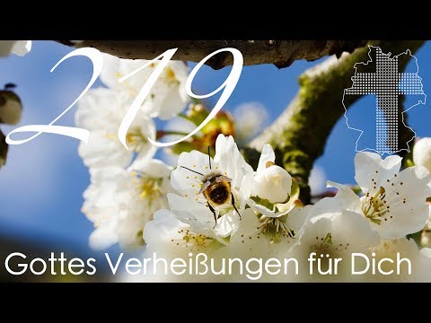 Gottes Verheißungen für Dich - Matthäus 11,29 | Videokalender 219/365 - Deutschland braucht JESUS