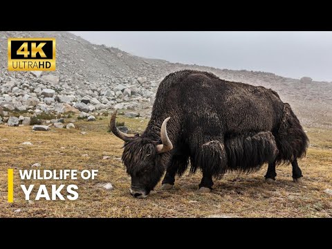 Wildlife Of Yaks | Ultra HD net geo wild documentary | wildwide life