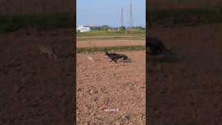 Download lagu Lightning Speed! Sighthound vs Wild Hare Open Coursing 🐕⚡🌾 #shorts  @ExplorePotohar mp3