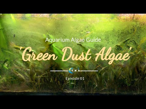 Aquarium algae guide | Episode 01. Green Dust Algae | Overall Tank Maintenance