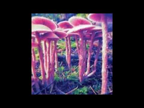 MUSTYJAYDIN - TRIP THA DAY AWAY (Prod. LOCDOU) (2020)