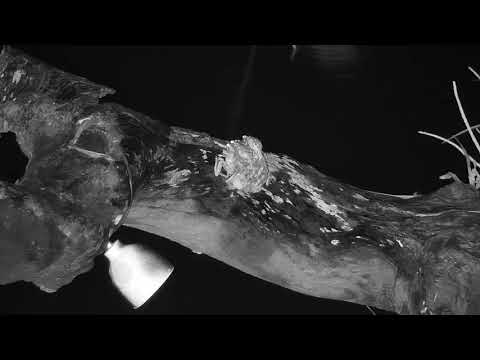 Djuma: Foam Nest Frogs starting a nest-Pt:1 - 01:15 - 01/11/2020