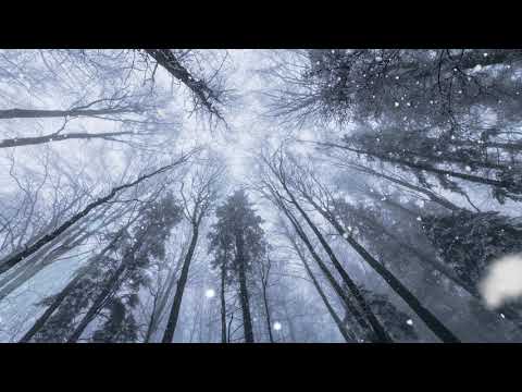 Snow & sleet sounds falling in a winter forest