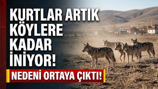 Kurtlar Neden Şehre İniyor? “Eğlence Değil, Mecburiyet”