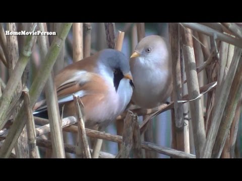 Pensthorpe Wildlife & Gardens 03.04.2016