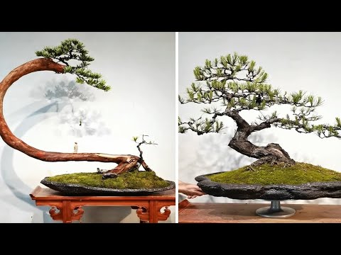 Collection of beautiful and unique bonsai potted masterpieces worth admiring in 2022
