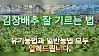 김장배추 잘 기르는 방법, #배추모종, #약제처리,#양분공급