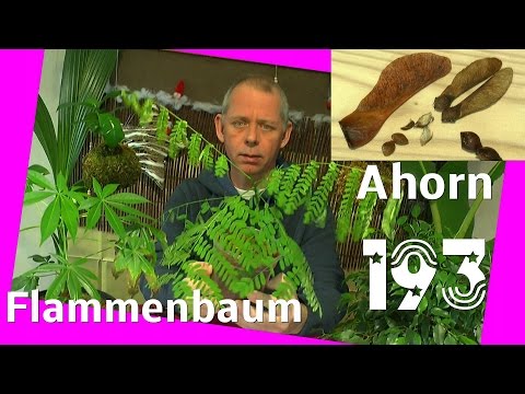 Auf dem Hals Akne-Behandlung Physiotherapie zervikale Video-Abteilung