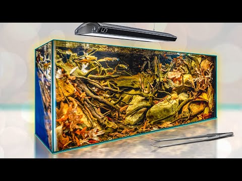 This is a STREAM in a Box!  (TOP RANKED BIOTOPE IN THE WORLD)