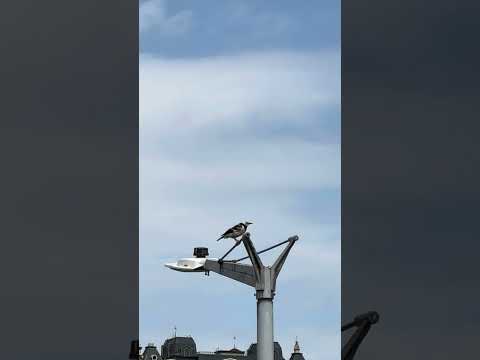 Beautiful wild bird sounds like Black-collared Starling #birdlovers  #birdsounds #wildbirds