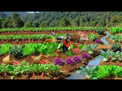Harvest Red Radishes After 45 Days Of Sowing Seeds Go To Market Sell– Farm Life: Cook, Garden