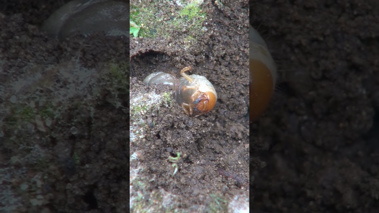 こんな所に クワガタの幼虫！？