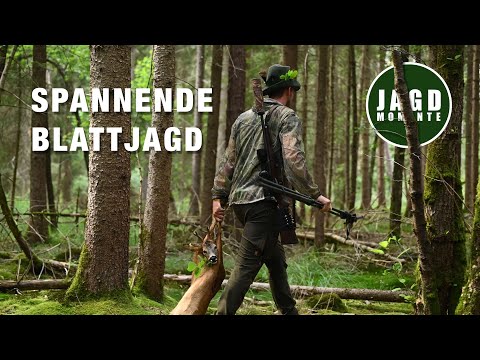 Leaf hunting in the forest | Hunting Moments