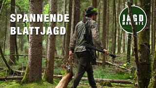 Blattjagd im Wald | JagdMomente