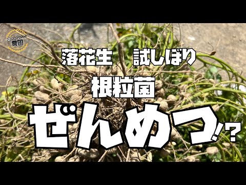 庭の知識: 根粒菌 トピックス