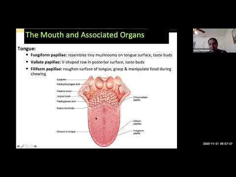 Digestive System Part 1 (Anatomy Overview)