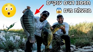 קרפיונים גדולים ומושטים גדולים בתעלת מים מלאה מפלצות. אני ורפאל דגים ונהנים
