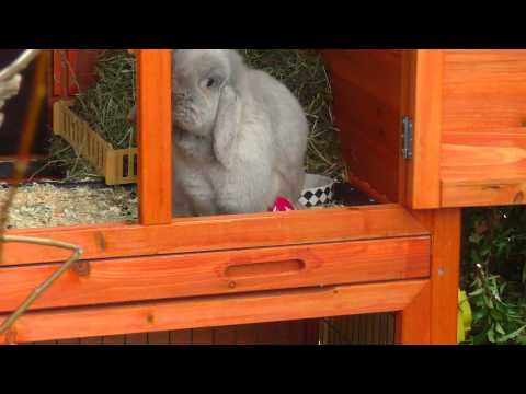 Kaninchen fällt aus dem Fenster