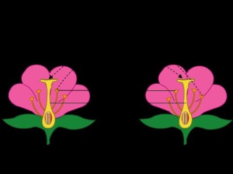 Cross Polination (NXT and 205 Live 11/7/19)