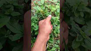 Download lagu Asian beetles you've never seen#anyuniquean🤩😍🥳 mp3