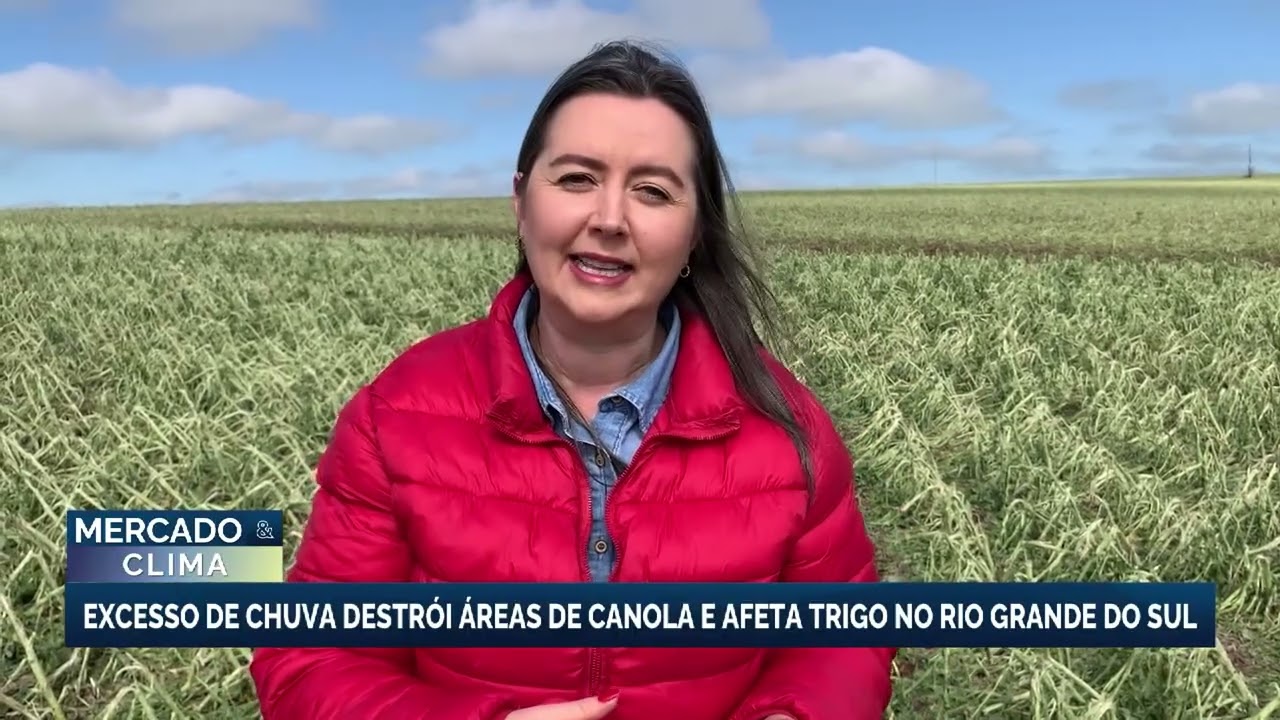 Excesso de chuva destrói áreas de canola e prejudica lavouras de inverno no RS