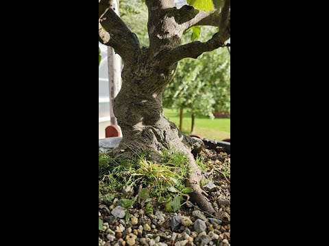 Bergahorn - Acer pseudoplatanus