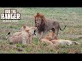 Lion Pride Interactions Maasai Mara Safari Zebra Plains