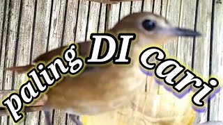Download lagu Masteran jongkangan coklat jernih paling di cari mp3