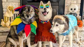 Who Wore It Best? Husky Halloween Costume Fashion Show!