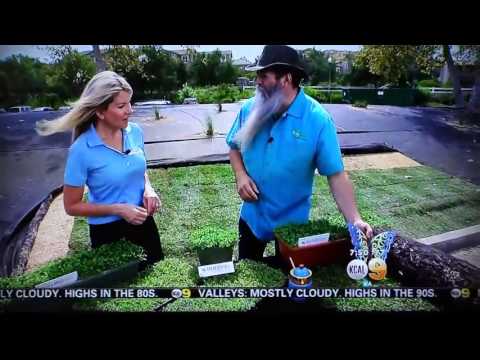 KCAL9 News inTHEGarden covers Kurapia on drought tolerant