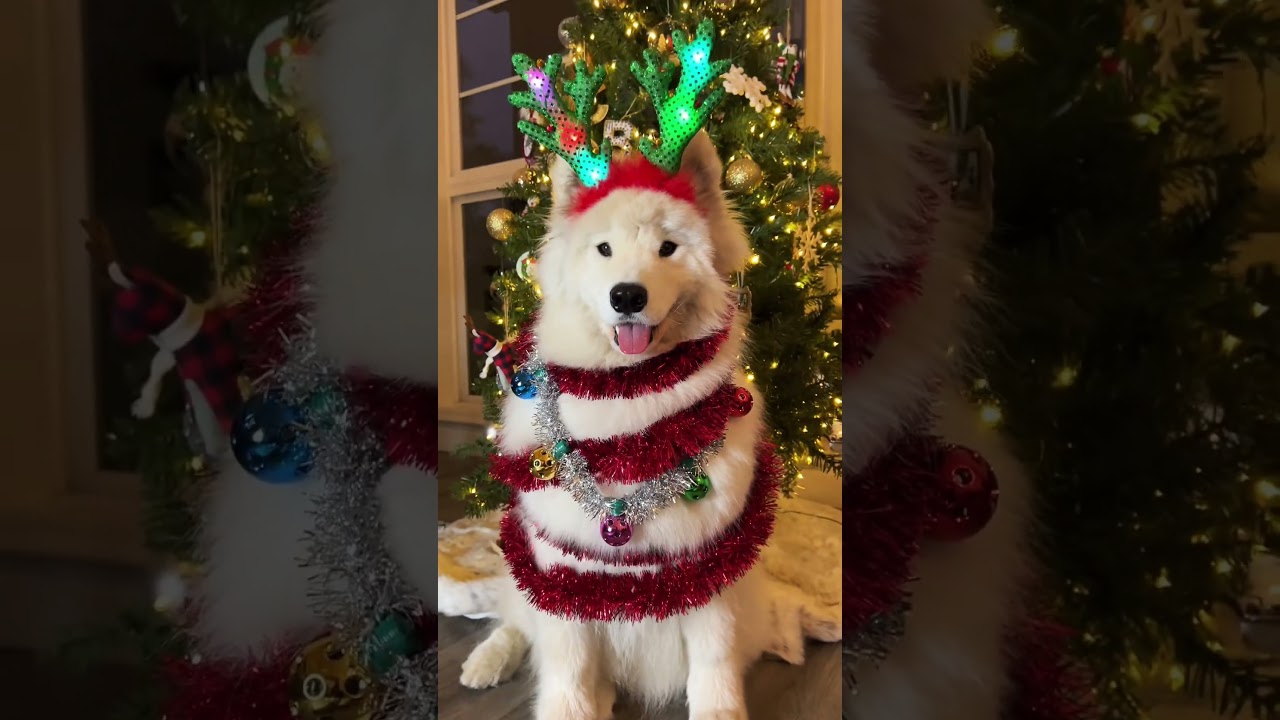 ✨🎄Amazing Christmas Tree Designs✨🎄