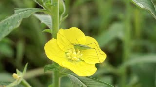 musica relaxante  e natureza para acalmar ansiedade naturalmente