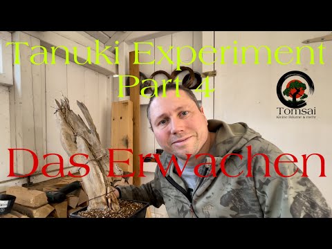 Tanuki Experiment Part 4 „Das Erwachen“ Bonsai 30/22