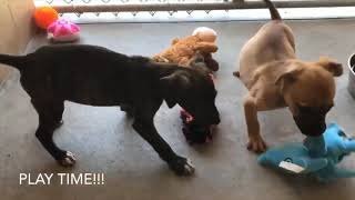 Atlantic City Humane Society