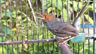 Download lagu Suara Prenjak tamu jantan GACOR buat PIKAT dan Pancingan burung liaran di alam AUTO NYAUT bunyi mp3